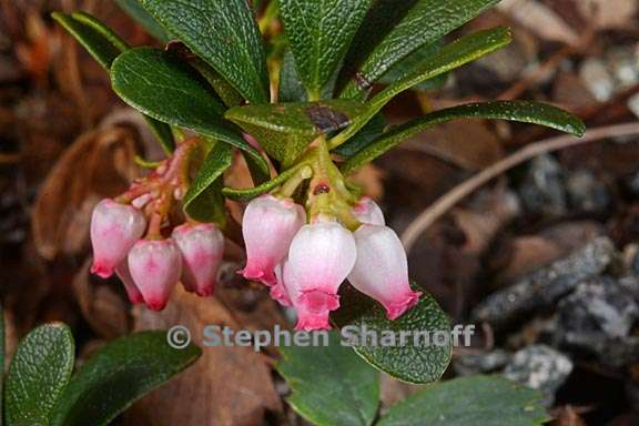 arctostaphylos uva ursi ssp monoensis 2 graphic